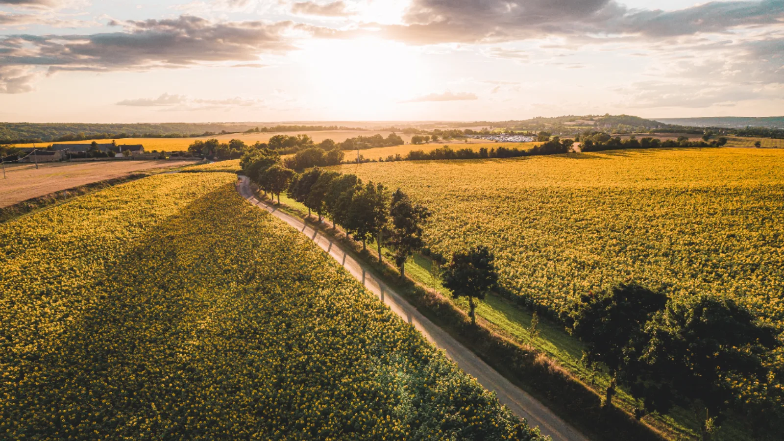 Campagne du Berry Sancerrois au coucher du soleil — route bordée d'arbres entre les champs